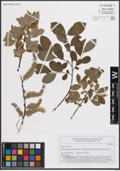 Foto von Salix cinerea L.